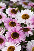 ARGYRANTHEMUM REFLECTIONS PINK