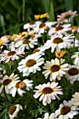 ARGYRANTHEMUM REFLECTIONS YELLOW CREAM