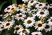 ARGYRANTHEMUM REFLECTIONS YELLOW CREAM