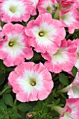 PETUNIA CORONA SALMON RIM