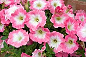 PETUNIA CORONA SALMON RIM