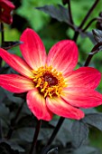 DAHLIA HAPPY SINGLE FLAME