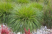 PENNISETUM ALOPECUROIDES