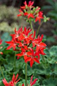 PELARGONIUM GRAFFITI FIRE