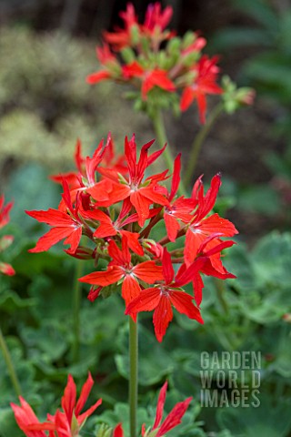 PELARGONIUM_GRAFFITI_FIRE