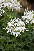 PELARGONIUM GRAFFITI WHITE