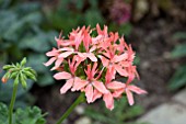 PELARGONIUM GRAFFITI SALMON