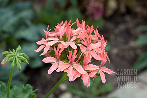 PELARGONIUM_GRAFFITI_SALMON