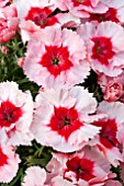 DIANTHUS SUPER PARFAIT STRAWBERRY