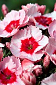 DIANTHUS SUPER PARFAIT STRAWBERRY