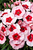 DIANTHUS SUPER PARFAIT STRAWBERRY