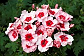 DIANTHUS SUPER PARFAIT STRAWBERRY