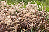 PENNISETUM RUBRUM