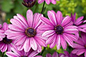 OSTEOSPERMUM ASTRA MINI VIOLET