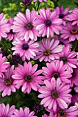 OSTEOSPERMUM ASTRA MINI VIOLET