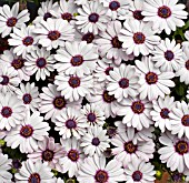 OSTEOSPERMUM ASTRA MINI WHITE