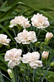 DIANTHUS DEVON CREAM