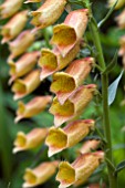 DIGITALIS GOLDCREST