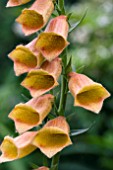 DIGITALIS GOLDCREST