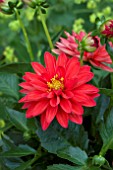 DAHLIA MICRONETTA SCARLET