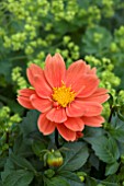 DAHLIA MICRONETTA ORANGE