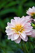 DAHLIA MICRONETTA PINK