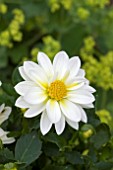 DAHLIA MICRONETTA WHITE