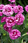 DIANTHUS MOULIN ROUGE