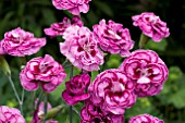 DIANTHUS MOULIN ROUGE