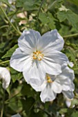 ABUTILON NYMANS WHITE