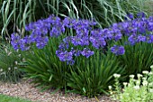 AGAPANTHUS BLUEBIRD