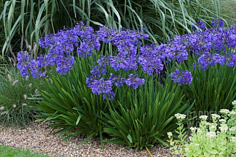 AGAPANTHUS_BLUEBIRD