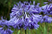 AGAPANTHUS INAPERTUS HOLLANDII