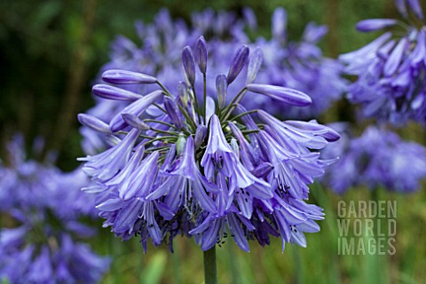 AGAPANTHUS_INAPERTUS_HOLLANDII