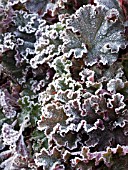 HEUCHERA CRIMSON CURLS IN THE FROST