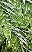 DRYOPTERIS ERYTHROSORA IN THE FROST
