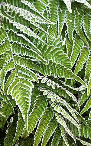 DRYOPTERIS_ERYTHROSORA_IN_THE_FROST