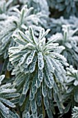 EUPHORBIA GLACIER BLUE IN THE FROST