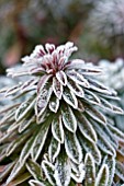 EUPHORBIA RUDOLF IN THE FROST