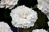 DIANTHUS ALAN TITCHMARSH