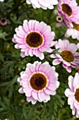 ARGYRANTHEMUM REFLECTIONS PINK