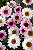 ARGYRANTHEMUM REFLECTIONS PINK