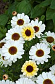 ARGYRANTHEMUM REFLECTIONS YELLOW CREAM