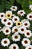 ARGYRANTHEMUM REFLECTIONS YELLOW CREAM