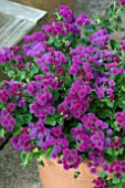 AGERATUM BASSO PURPLE