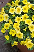 CALIBRACHOA CALIPETITE YELLOW