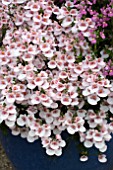 DIASCIA FLYING COLOURS APPLEBLOSSOM