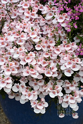 DIASCIA_FLYING_COLOURS_APPLEBLOSSOM