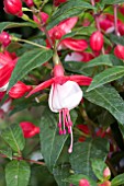 FUCHSIA FUCHSITA RED AND WHITE