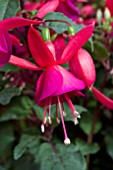 FUCHSIA FUCHSITA ROSE BLUE